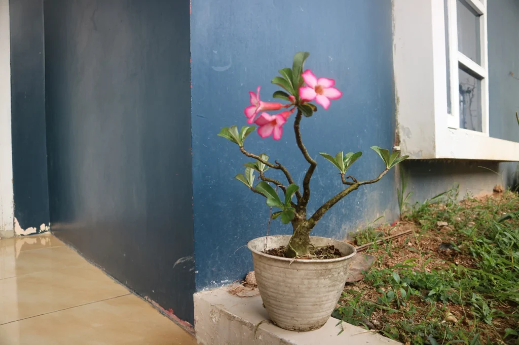 Desert rose bonsai - Way2Decor